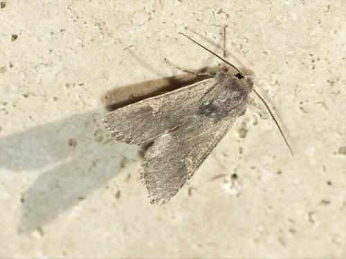 Aporophyla australis